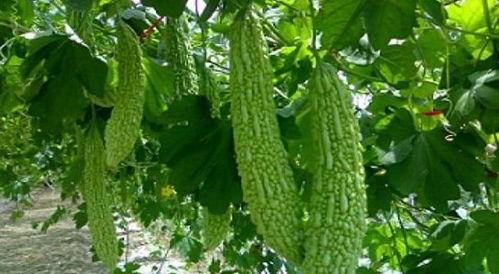 苦茶吃瓜