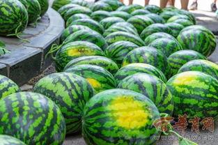 黄金学院烟台吃瓜,一场别开生面的校园“吃瓜”盛宴