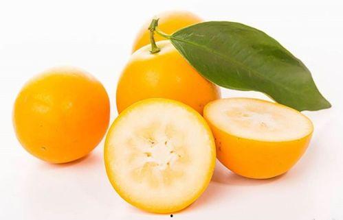 吃小金桔能吃方瓜吗