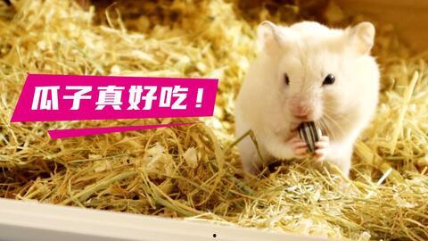 仓鼠管不管吃瓜