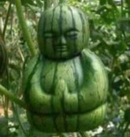 吃瓜非瓜,一场关于真相与误解的趣味探讨