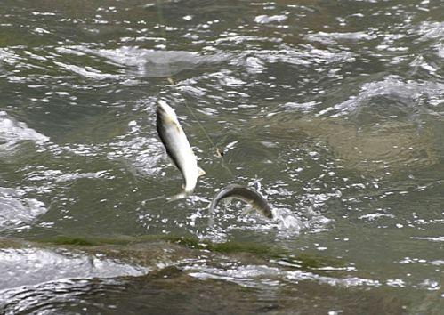 带你吃瓜奇葩鱼类