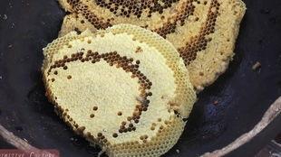 吃瓜的昆虫,揭秘昆虫界的“八卦”生活