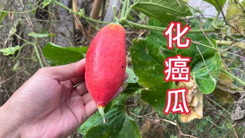 化癌瓜怎么吃,化癌瓜的多样食用方法与营养益处