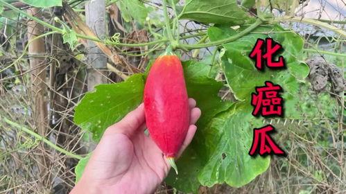 化癌瓜怎么吃,化癌瓜的多样食用方法与营养益处