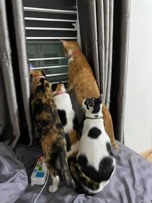 听到别人吵架立刻吃瓜,揭秘他人争吵背后的故事