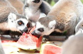 可爱动物吃瓜,动物们的欢乐食瓜时光