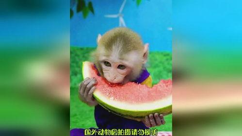 可爱动物吃瓜,动物们的欢乐食瓜时光