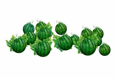 阿瓜怎么吃减肥,轻松享瘦的秘密