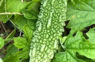 带你吃瓜比试,揭秘娱乐圈幕后故事