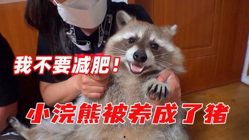 吃瓜的小浣熊,揭秘娱乐圈那些事儿