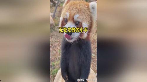吃瓜的小浣熊,揭秘娱乐圈那些事儿