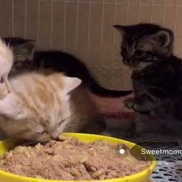 猫吃蜜角瓜,萌宠美食新体验