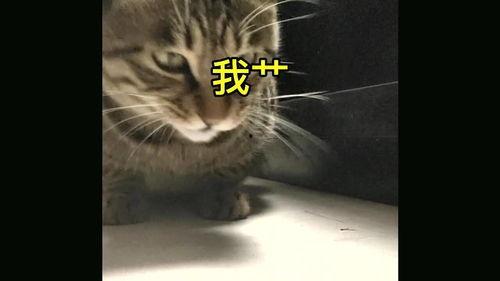 猫吃蜜角瓜,萌宠美食新体验