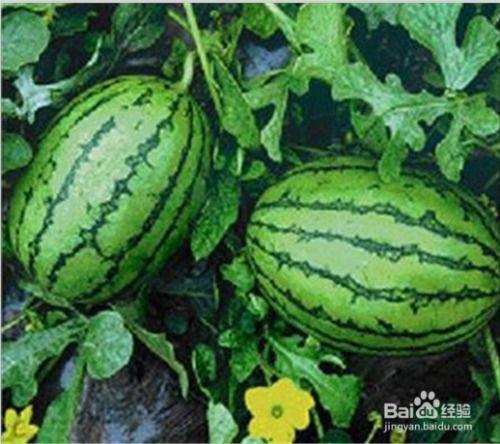 吃瓜可以,吃瓜群众眼中的明星生活