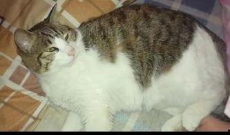 猫吃田瓜,揭秘猫吃田瓜的奇妙之旅