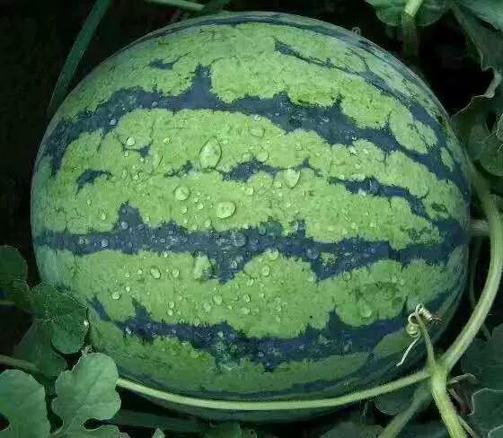 421吃瓜集,揭秘娱乐圈背后的那些事儿