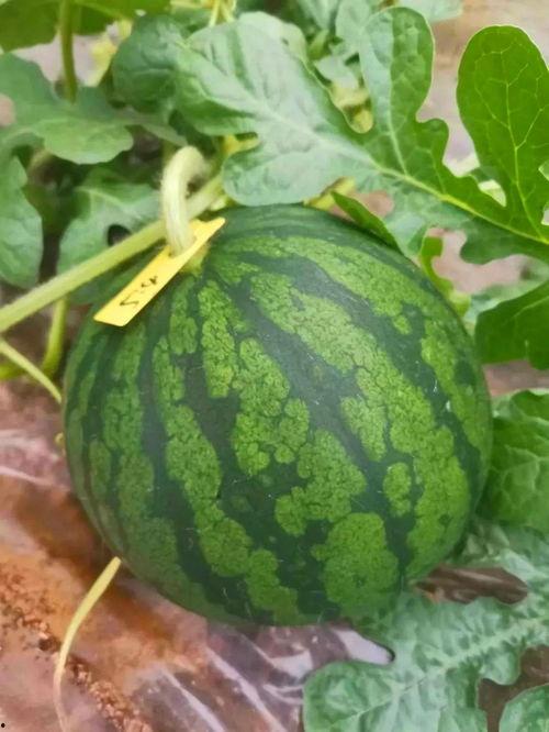 吃瓜吃的好开心