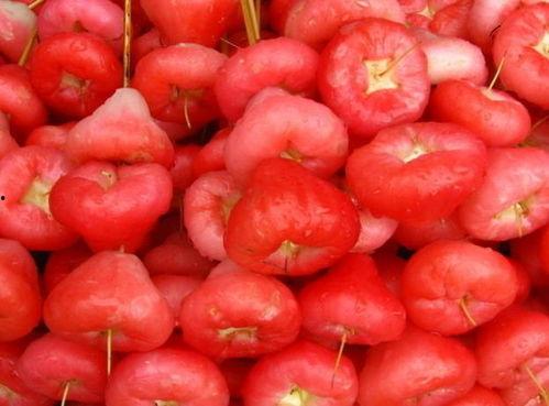 莲雾吃瓜盗版,揭秘网络盗版现象背后的故事