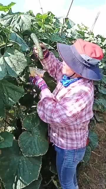 翠花吃瓜版,揭秘娱乐圈幕后故事