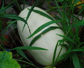 白牧吃瓜,揭秘娱乐圈幕后故事