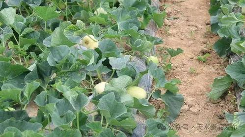 白牧吃瓜,揭秘娱乐圈幕后故事