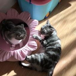 吃瓜喵儿,揭秘娱乐圈那些不为人知的幕后故事