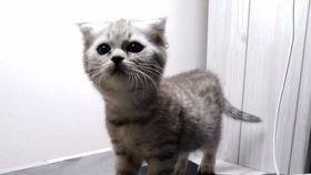 吃瓜喵儿,揭秘娱乐圈那些不为人知的幕后故事